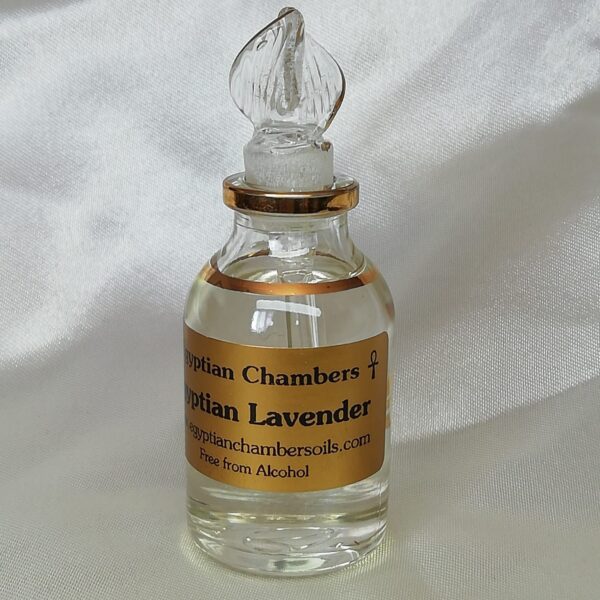 Photo of Egyptian Lavender